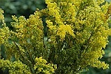 dragaica (sanziene) planta medicinala